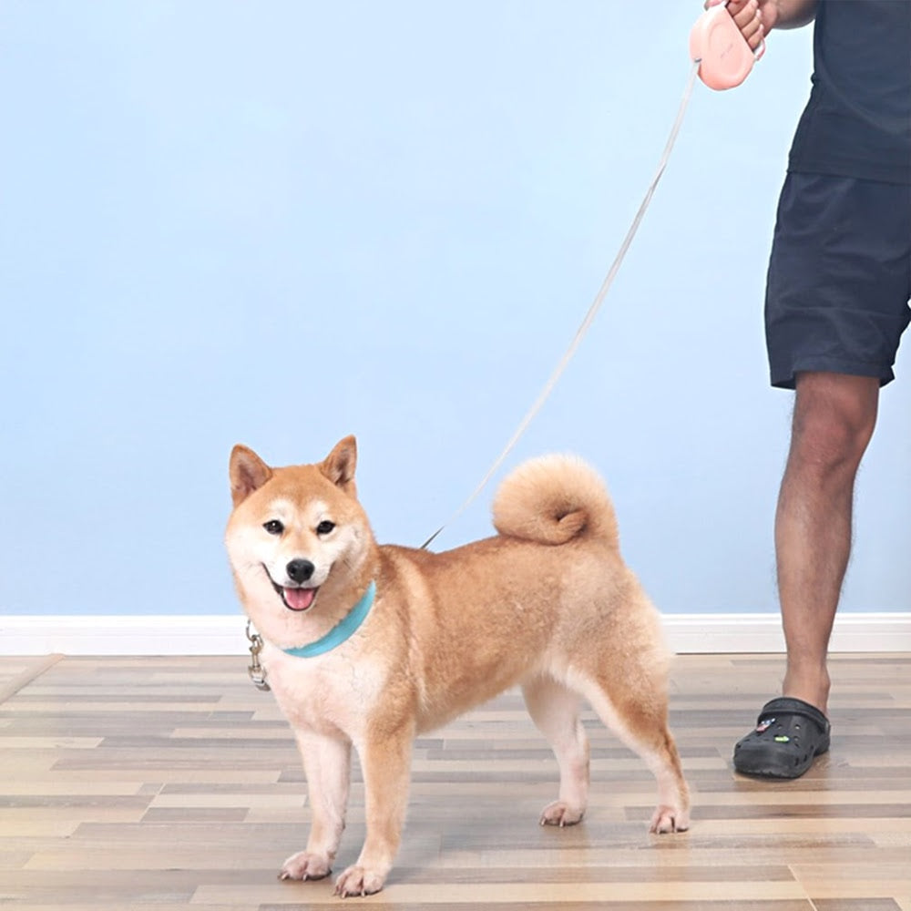 retractable dog leash