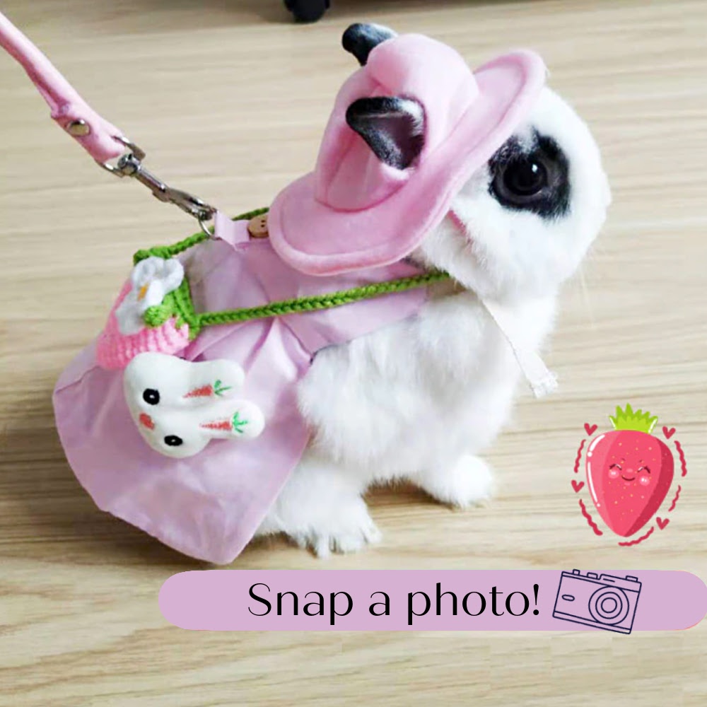 pet rabbit dress