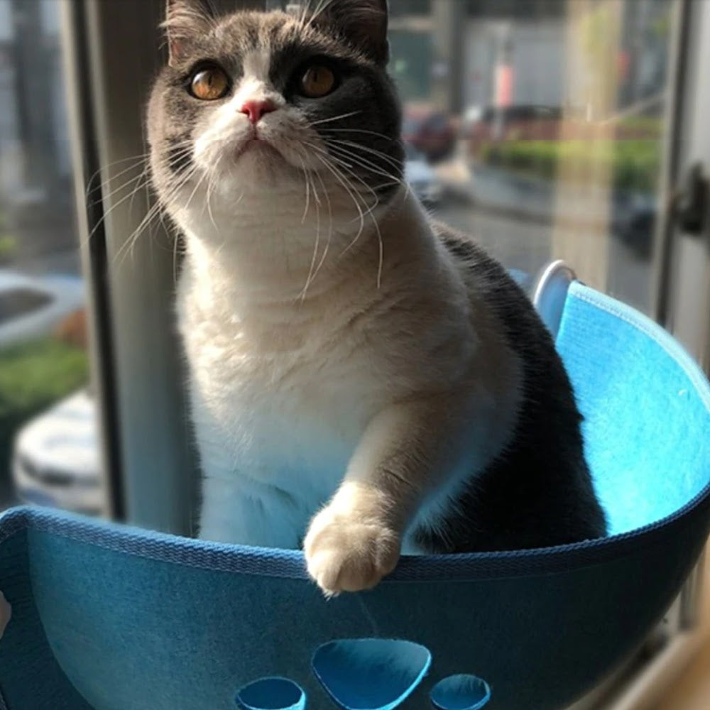 cat window bed in blue