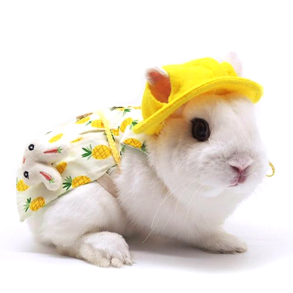 pet rabbit dress